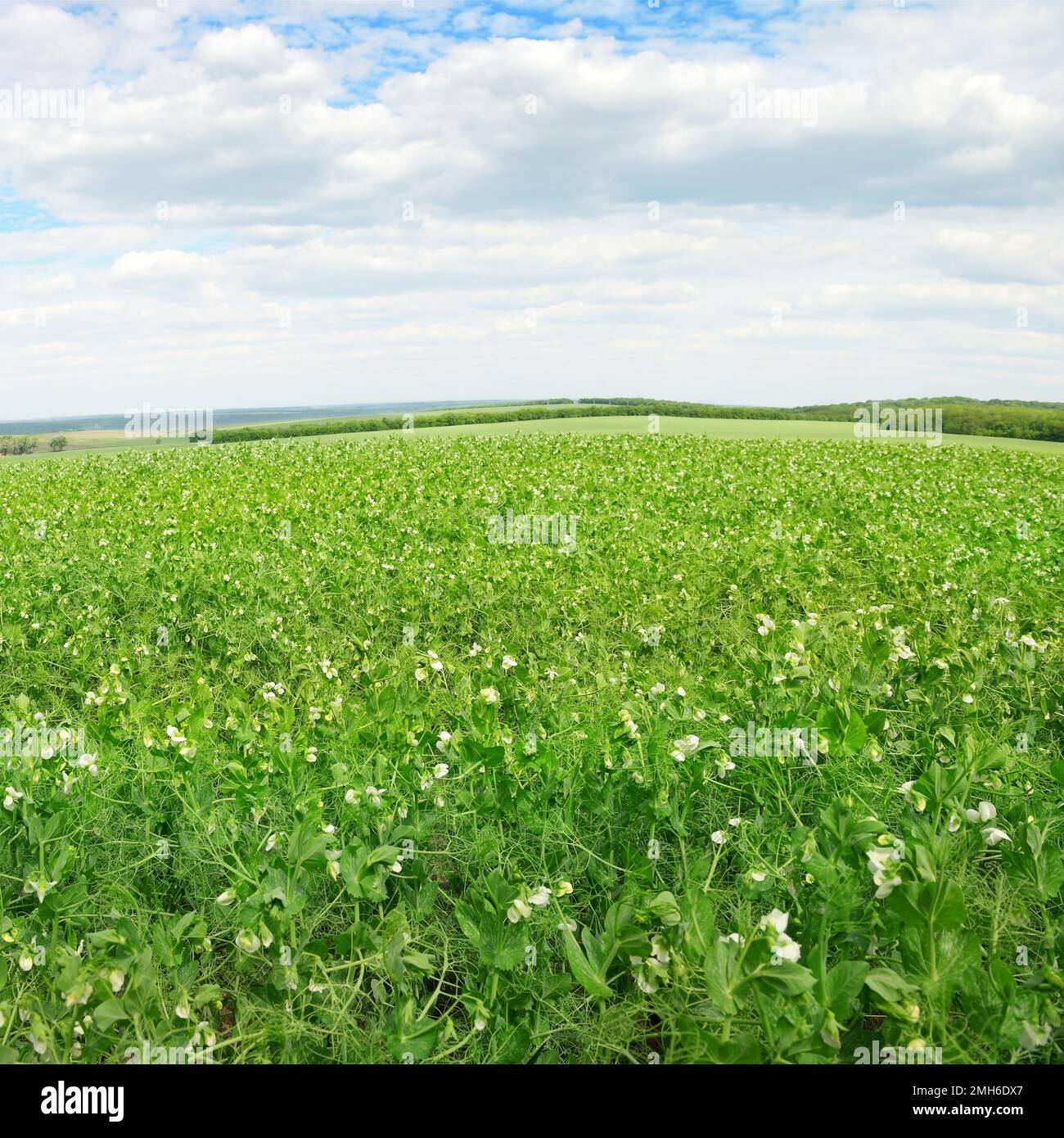 Pea field and blue sky Stock Photo