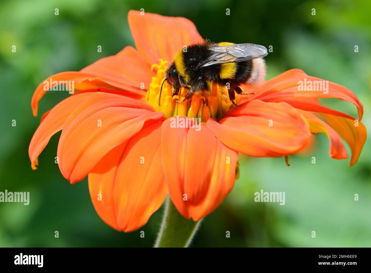 Bumble bee pollinating a flower Stock Photo