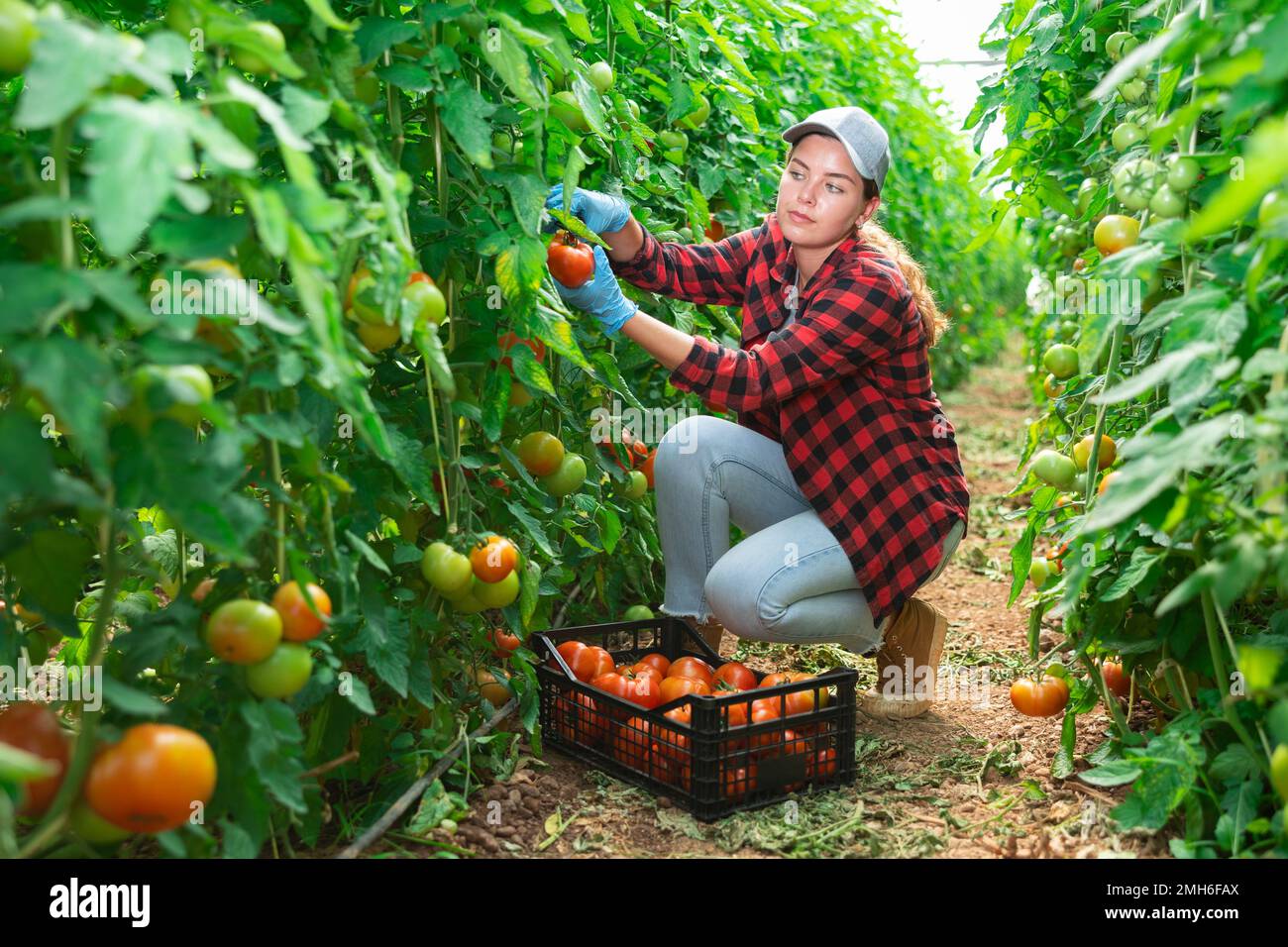 Woman farmer hand harvesting crop of ripe red tomatoes in greenhouse ...