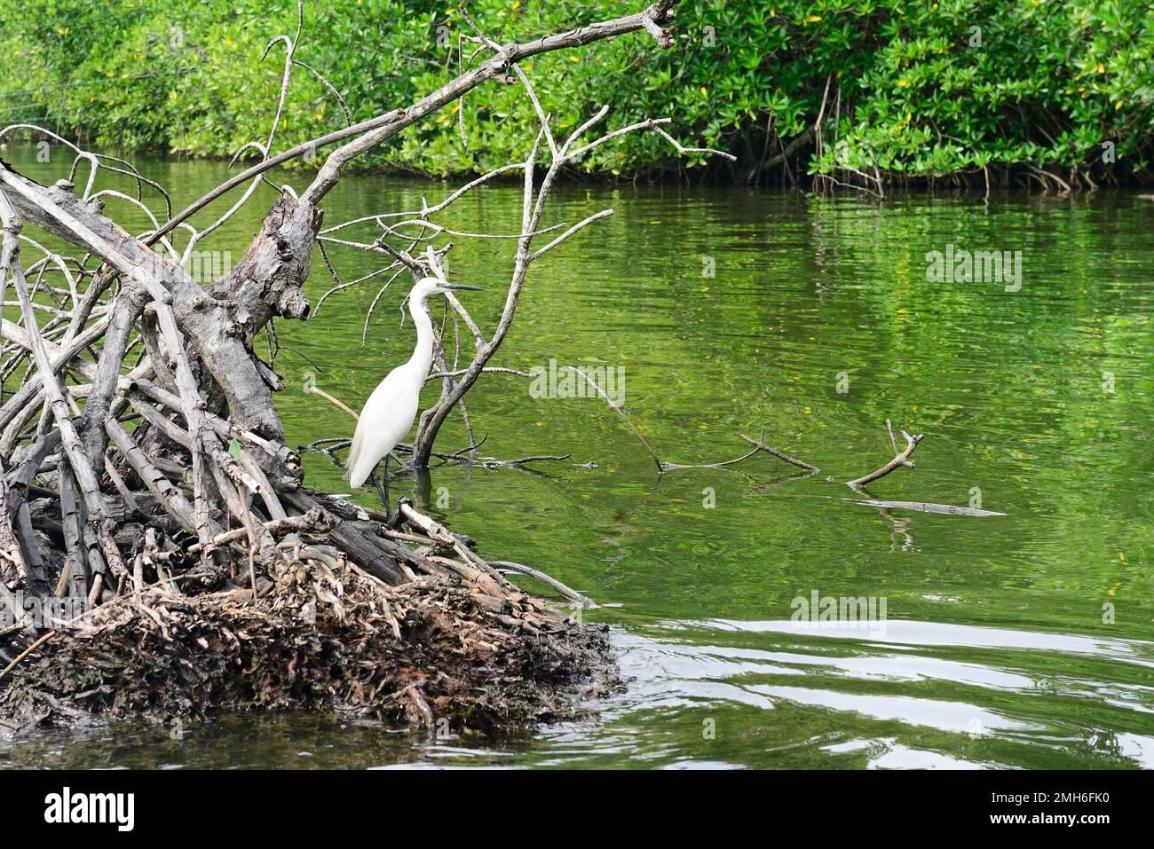 Egret on the lake Stock Photo