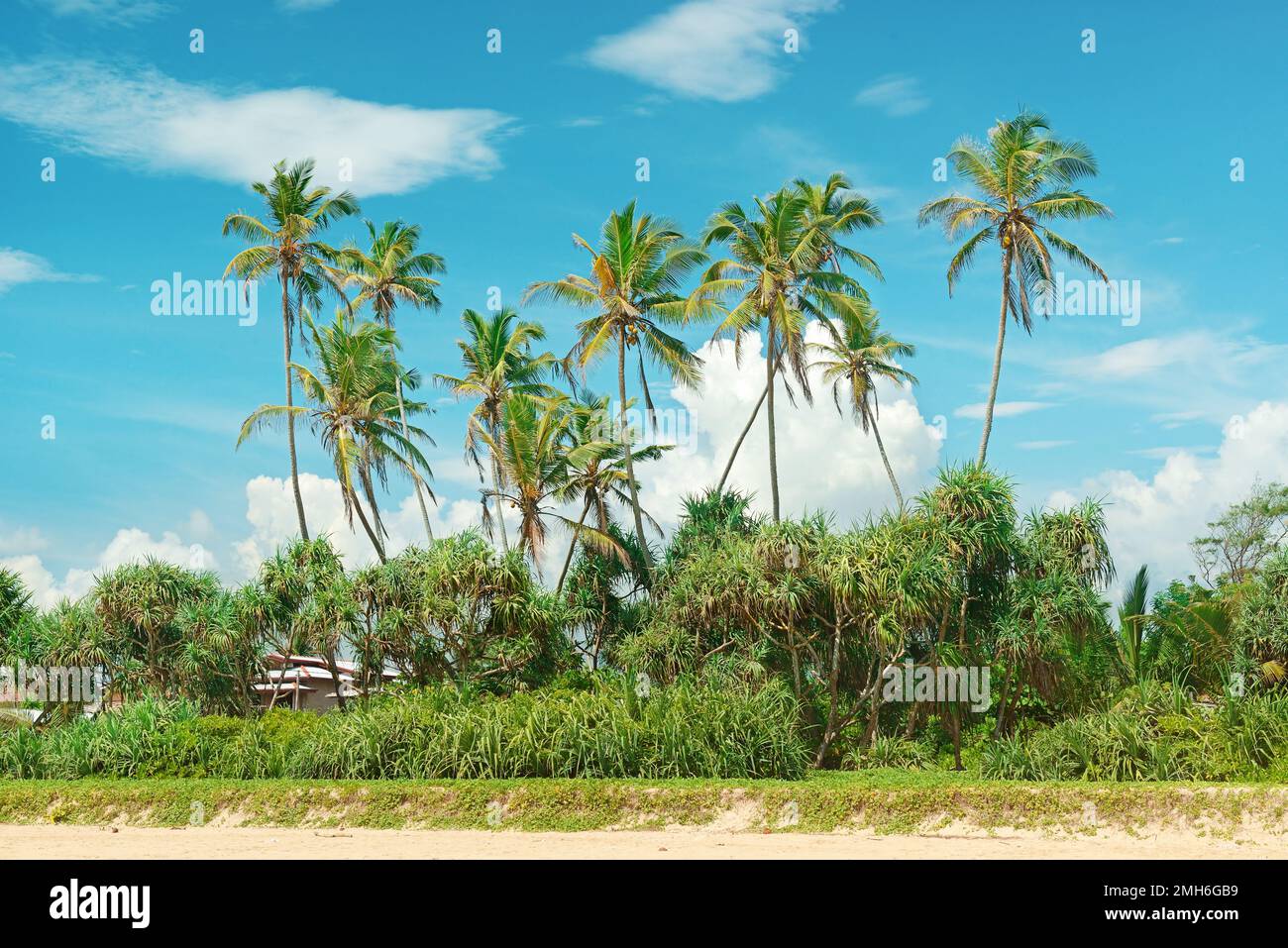 Coconut palms on the sandy shore Stock Photo
