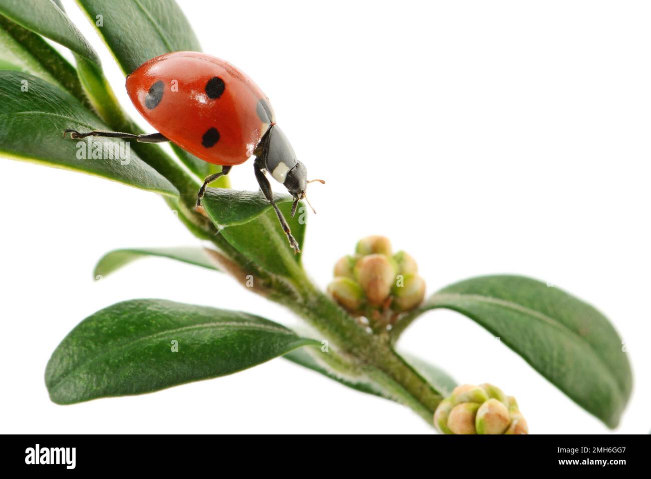 ladybird on green leaf isolated on a white background Stock Photo