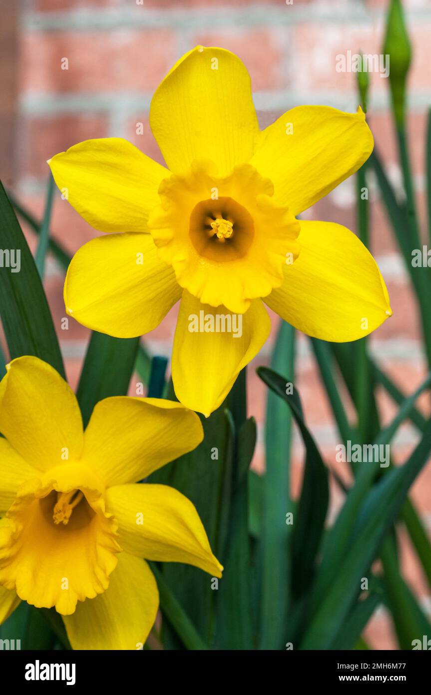 Close up of group of Narcissi Sweetness a mid spring flowering daffodil Narcissus Sweetness is a division 7 Jonquilla daffodil and is fully hardy Stock Photo