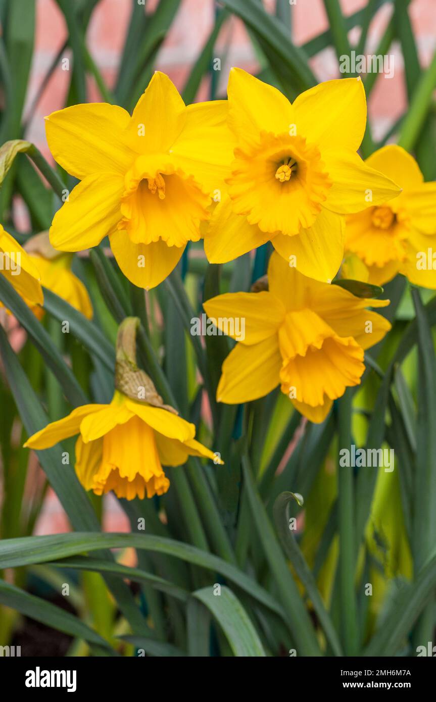 Close up of group of Narcissus Obvallaris or Tenby Daffodil in spring  Narcissus Obvallaris is a division 10 wild species daffodil and is fully hardy Stock Photo