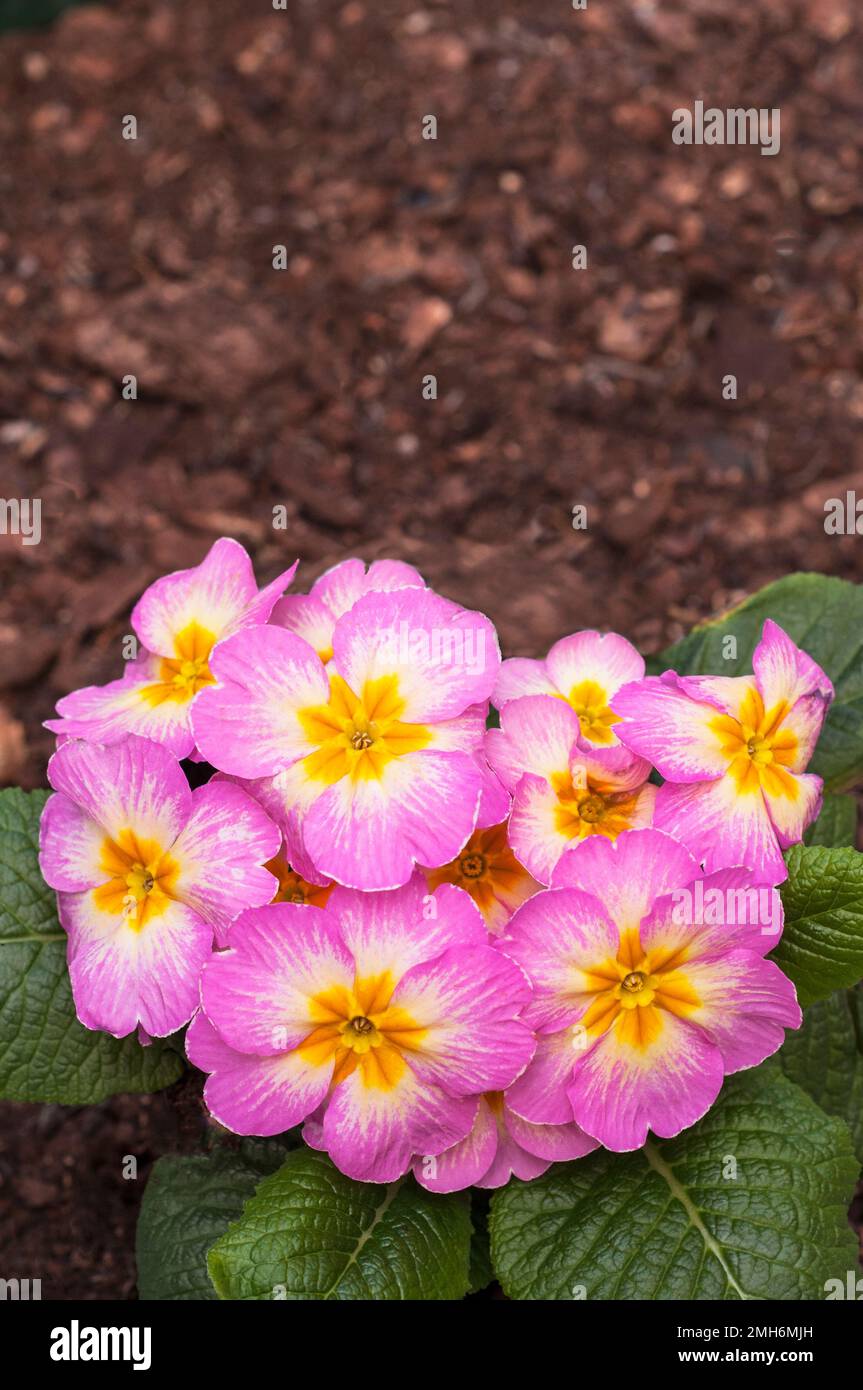 Close up of flowers on Primula Lipstick . A single pink white & yellow primulaceae that flowers in early to late spring is evergreen and fully hardy. Stock Photo