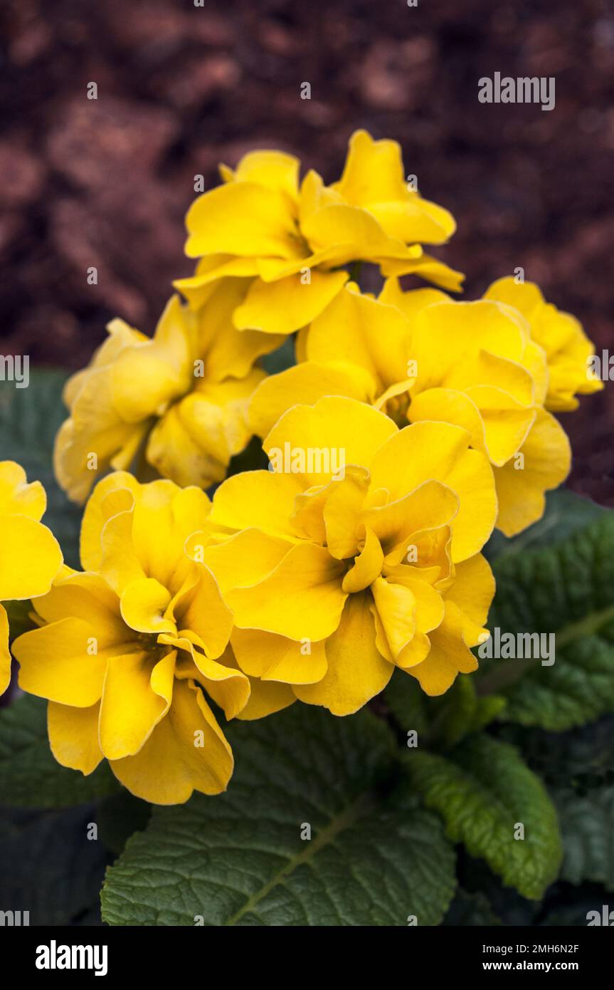 Close up of flowers on Primula Rubens Yellow. A double flowering primulaceae that flowers in early to late spring is semi evergreen and fully hardy. Stock Photo