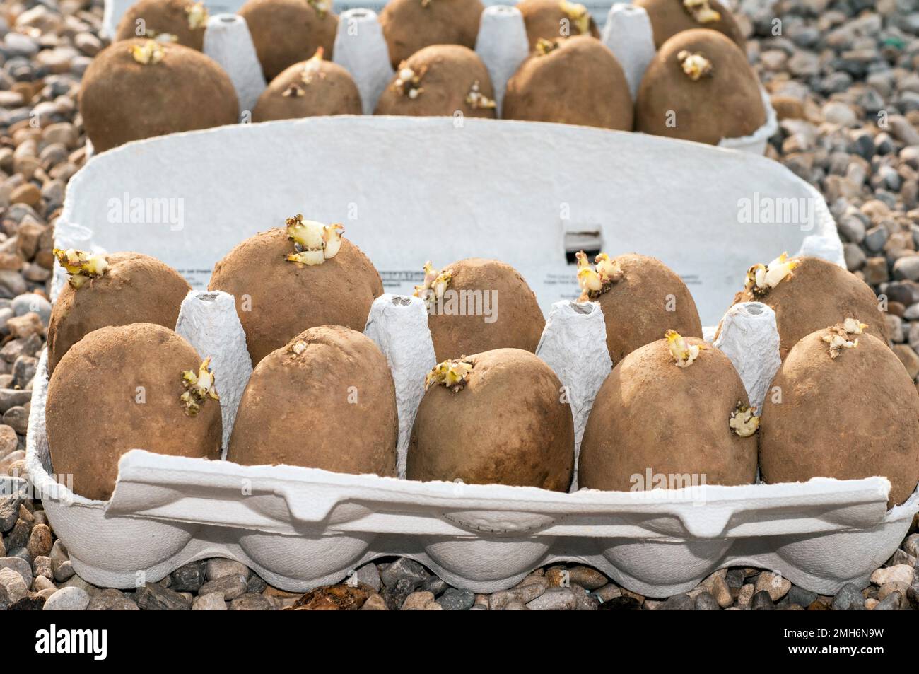 Seed Potatoes being chitted in egg cartons in late winter and early spring ready to be planted in spring Stock Photo