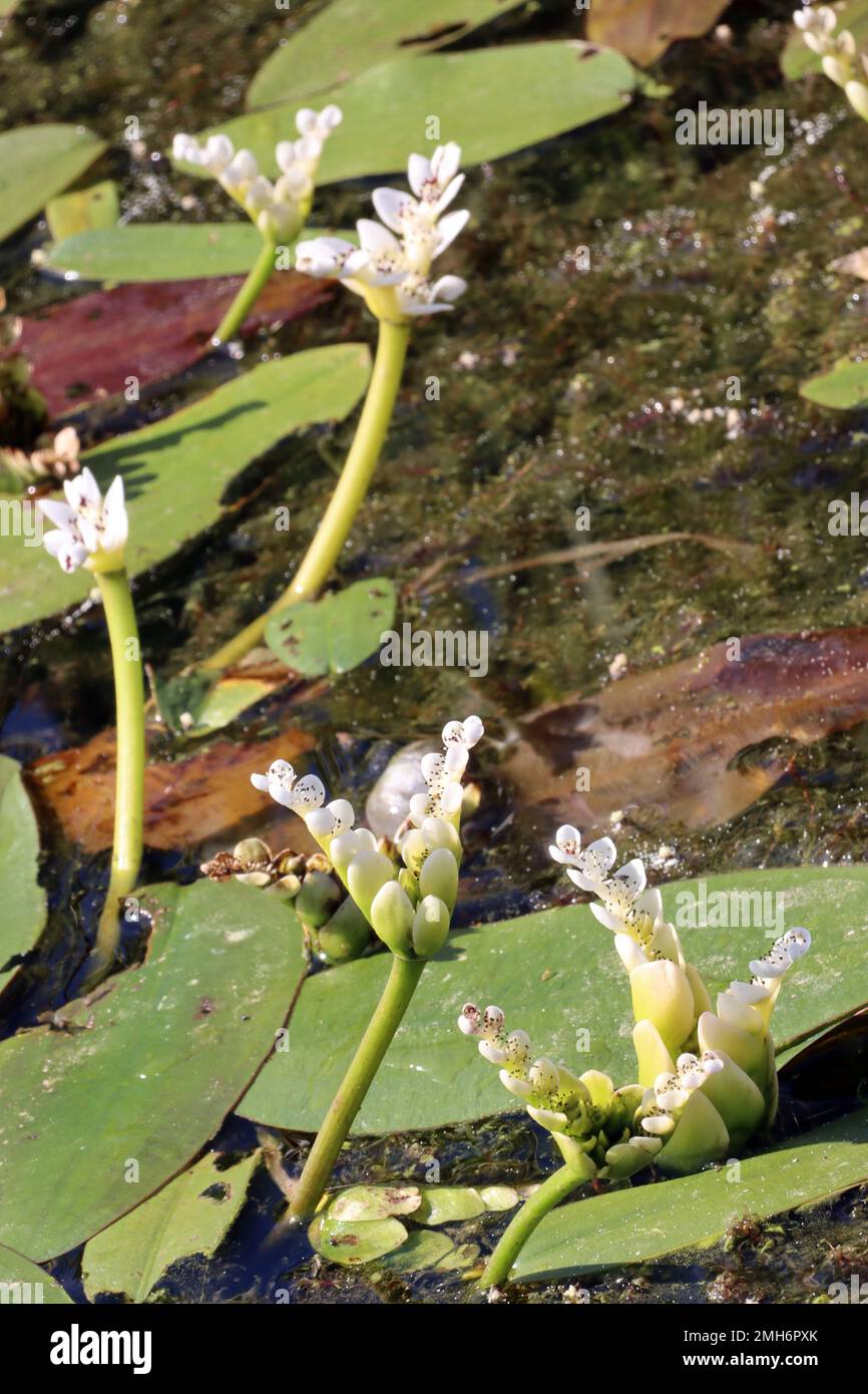 Aponogeton hi-res stock photography and images - Alamy