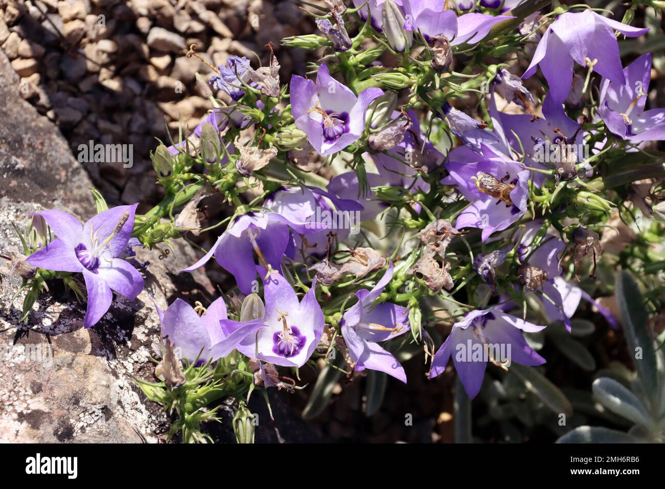 Verschiedenfarbige Glockenblume (Campanula versicolor) im Botanischen Garten, Nordrhein-Westfalen, Deutschland, Bonn Stock Photo