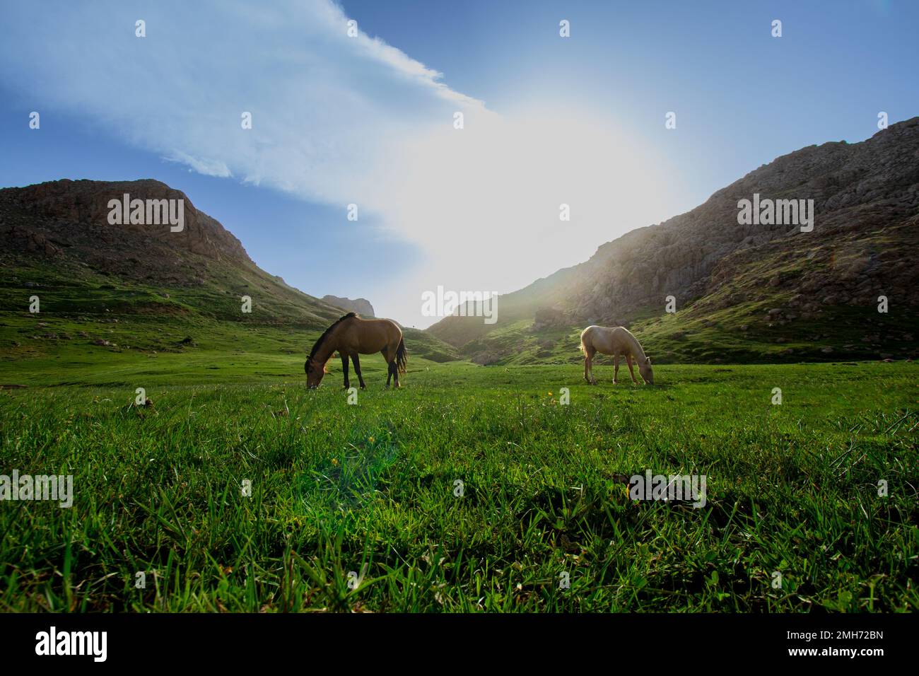 Horses make a Landscape much more beautiful... Stock Photo