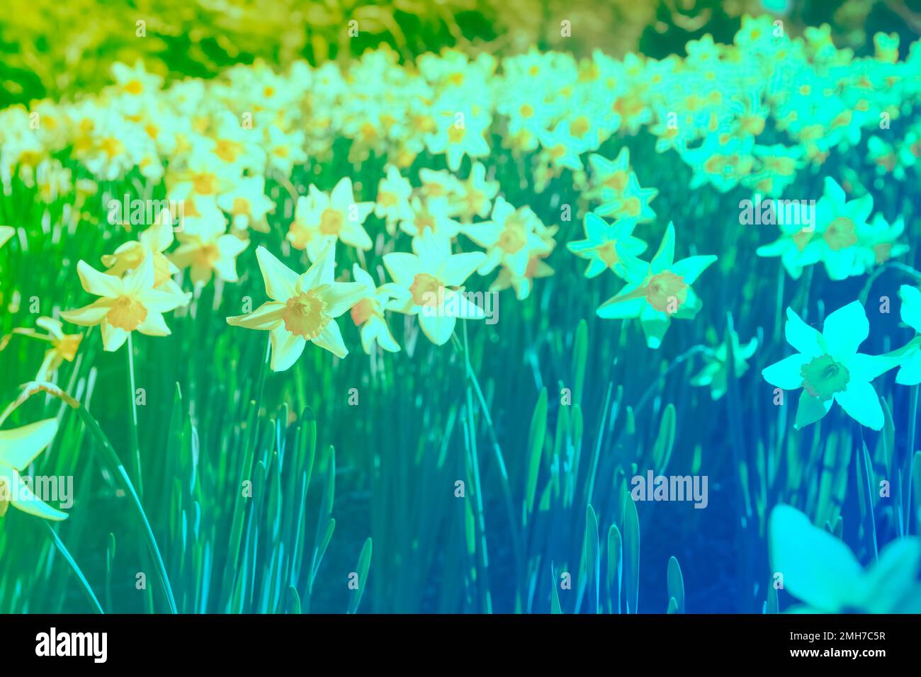 Dreamlike field of daffodils gradient yellow to blue tones and
