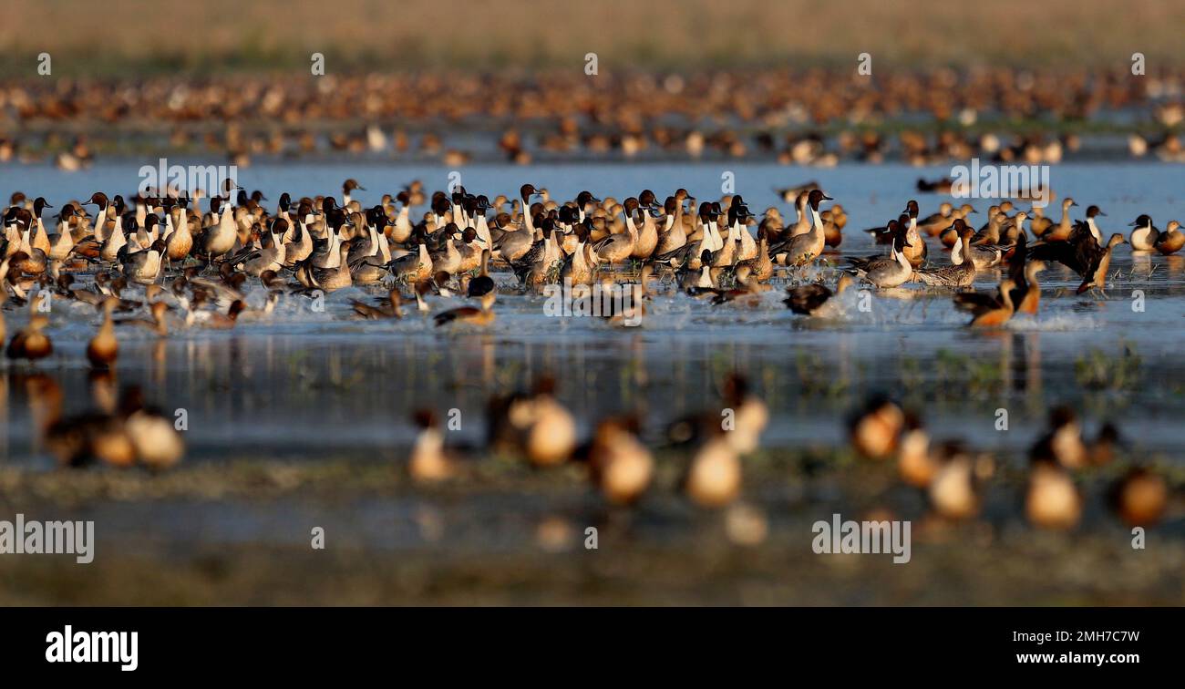 Migratory birds are seen in a wetland in Pobitora wildlife sanctuary on ...