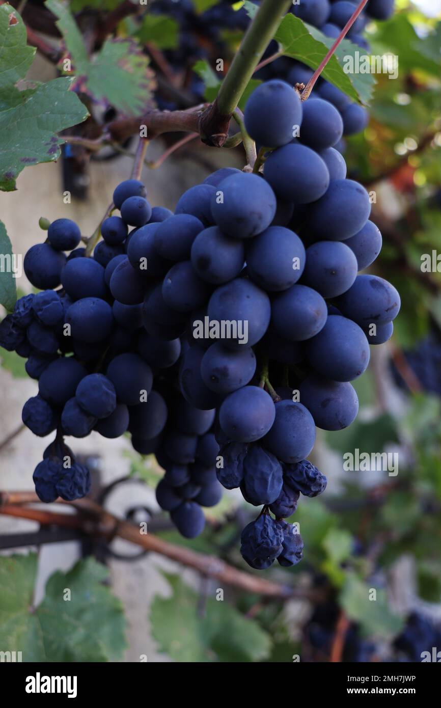 Branches of red wine grapes growing Stock Photo - Alamy