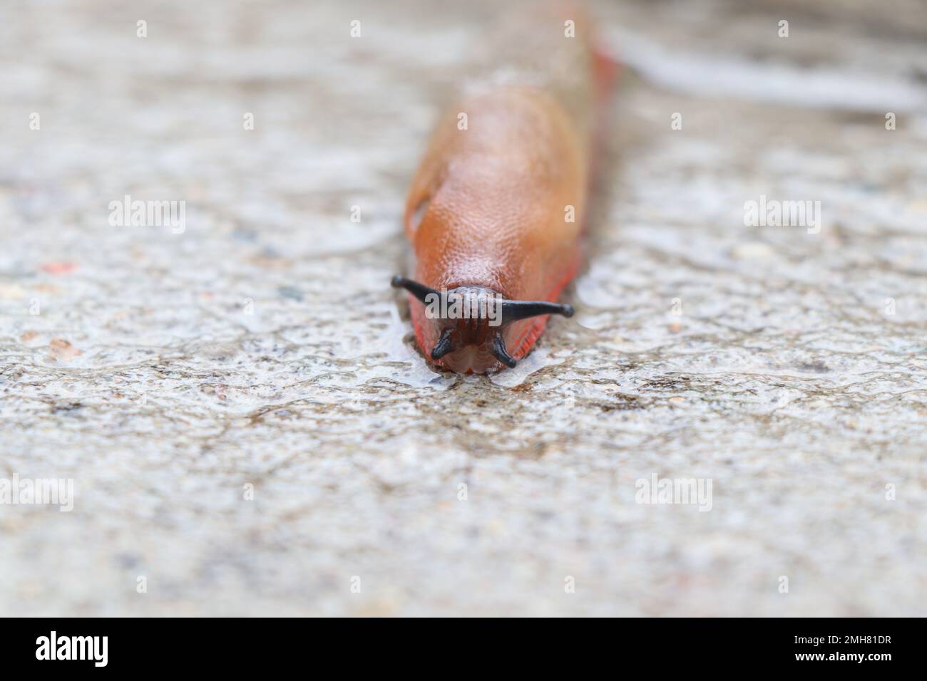 Big land slug or shell-less terrestrial gastropod mollusc hi-res Stock Photo