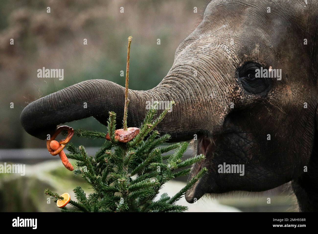 An Asian Elephant eats bread and fruits from a Christmas tree at the