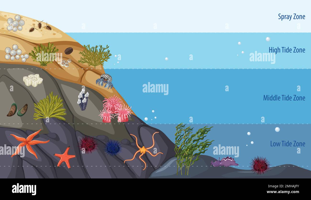 intertidal-zone-food-web