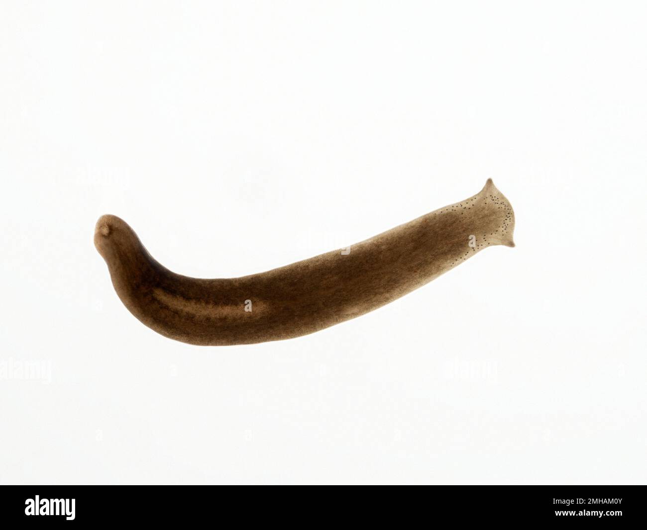 Brightfield image of a small freshwater triclad flatworm (Polycelis coronata) from a cold stream in Delta, British Columbia, Canada Stock Photo