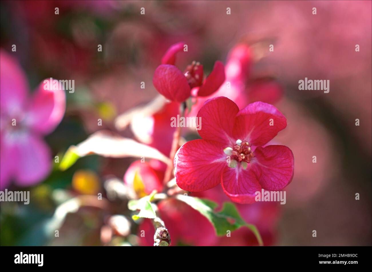 Red cherry flowers with blurred focus background Stock Photo