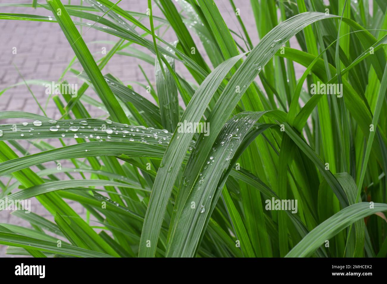 Water drops on lemongrass in the morning. Fresh lemongrass (Cymbopogon citratus) Stock Photo