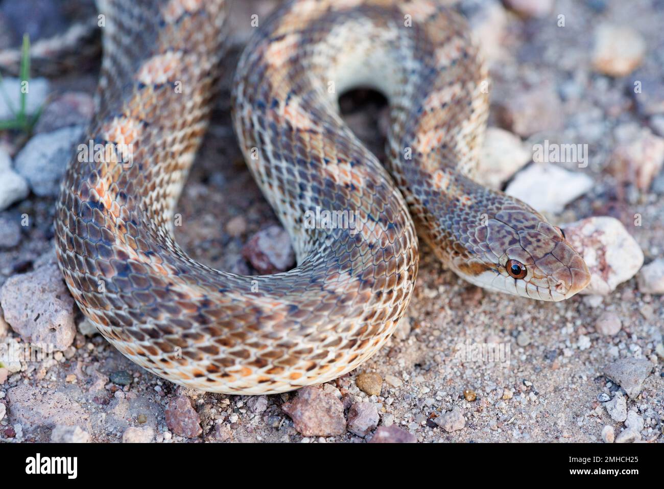 painted Desert Glossy Snake, Quebradas backcountry Byway, New Mexico, USA. Stock Photo
