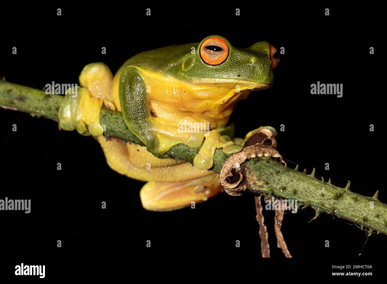 Australian Red-eyed Tree Frog perched on palm Stock Photo