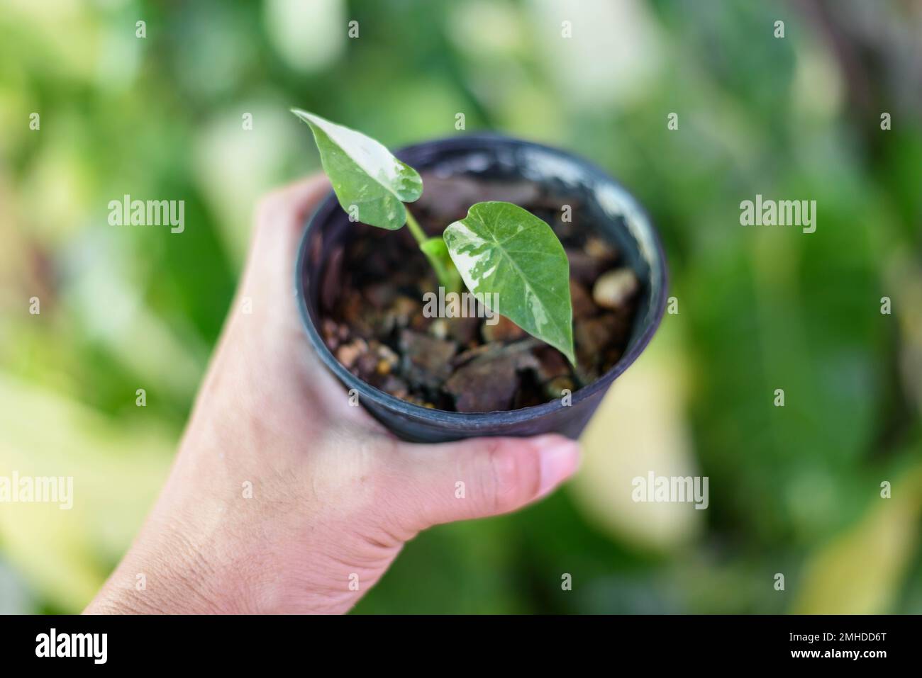 Alocasia Gageana albo Variegated in the pot Stock Photo - Alamy
