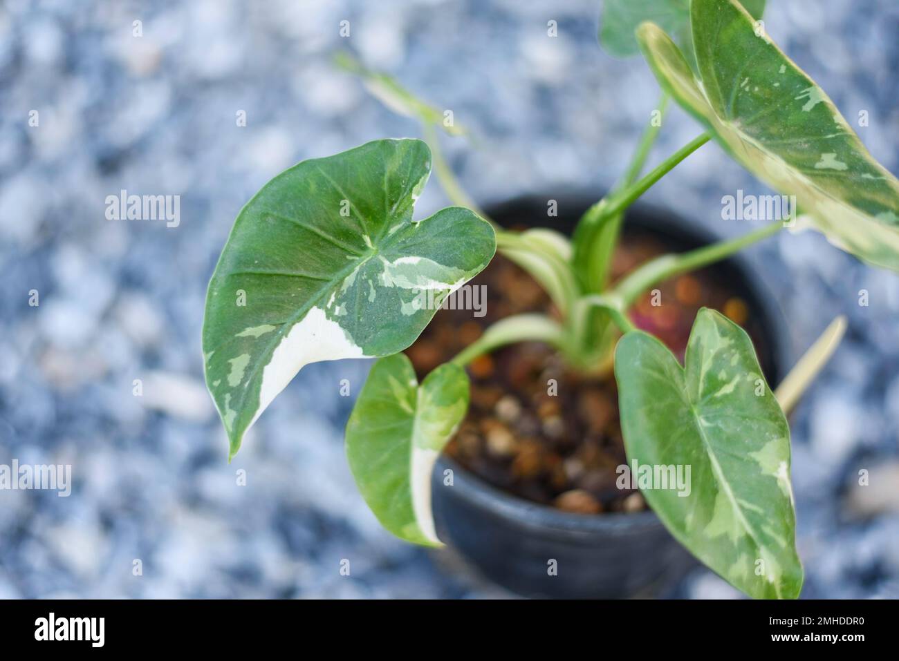 Alocasia okinawa hi-res stock photography and images - Alamy