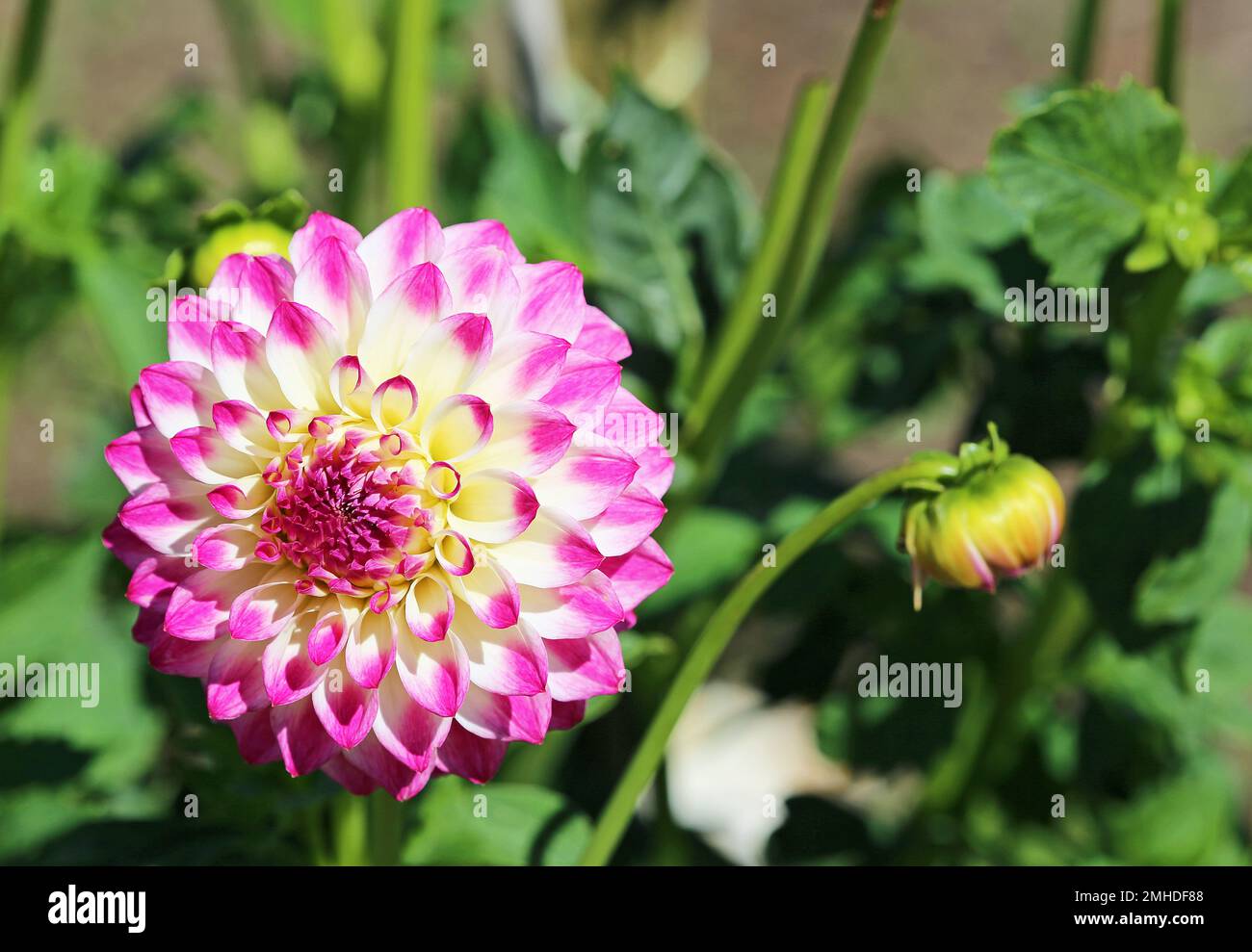 White pink Dahlia Stock Photo - Alamy