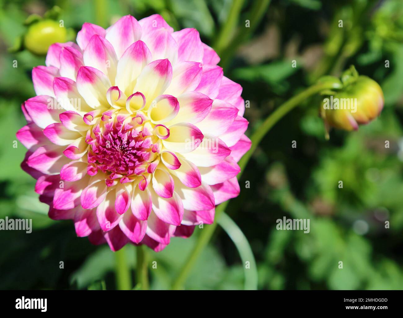 Pink and white dahlia hi-res stock photography and images - Alamy
