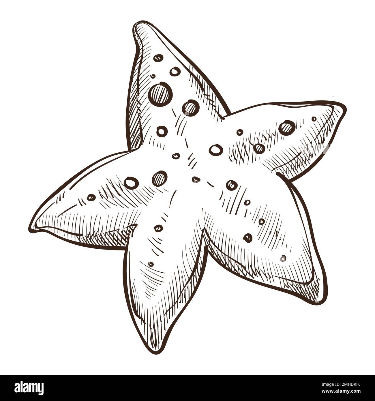 Hand Drawn Starfish Sketch Symbol isolated on white background Vector of  Underwater world elements In Trendy Style Engraving style pen pencil  crosshatch Stock Vector  Adobe Stock