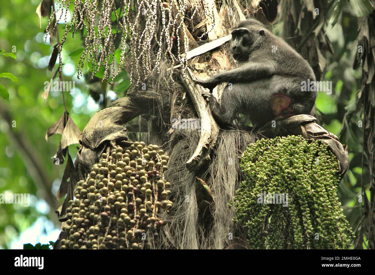 A Sulawesi black-crested macaque (Macaca nigra) is foraging on a sugar palm tree (Arenga pinnata) in Tangkoko forest, North Sulawesi, Indonesia. A monkey species that is endemic, Macaca nigra is sometimes considered as a pest due to its crop raid activities. Sugar palm tree is an economically important crop in the Indonesian province. Stock Photo