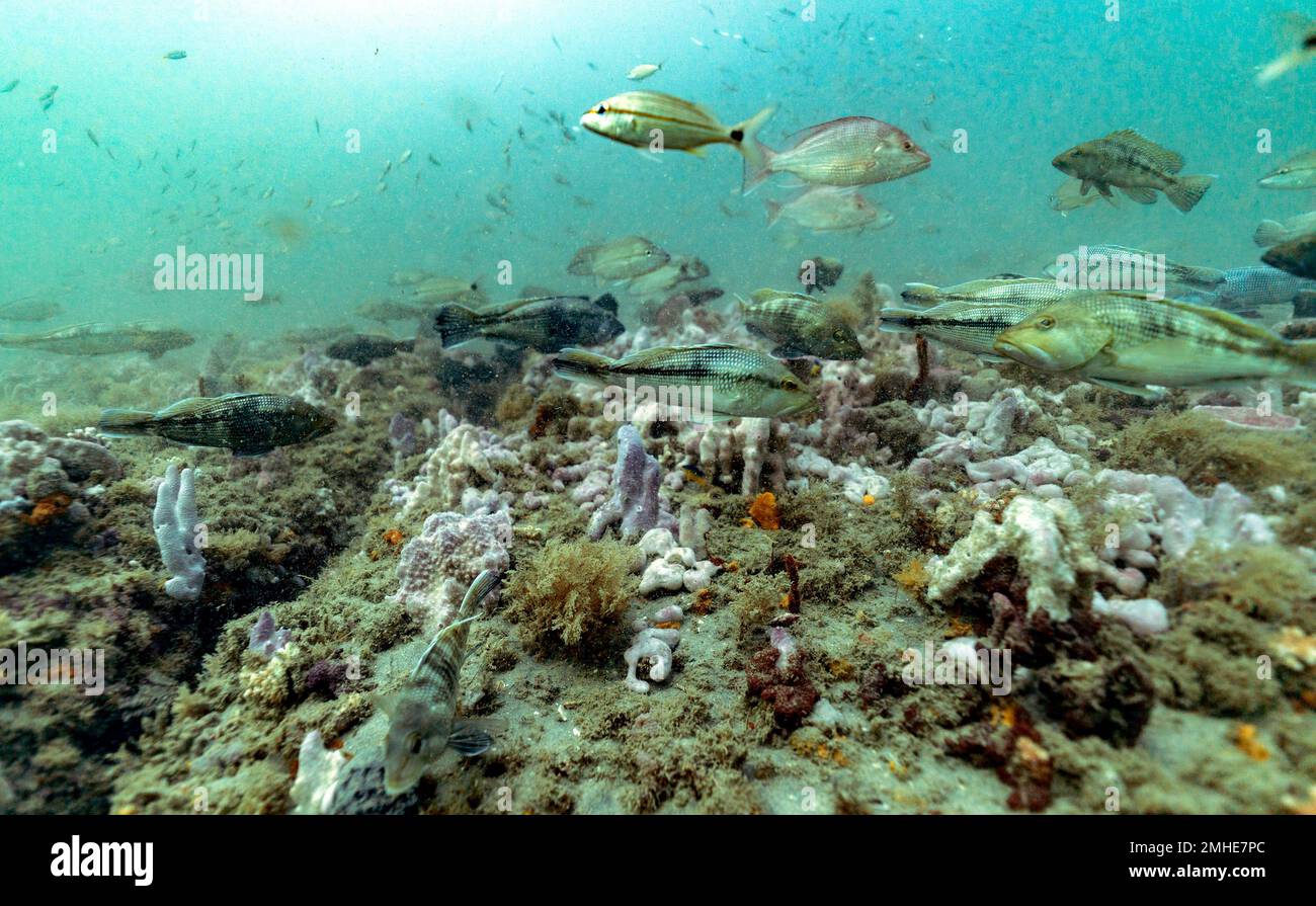 Black sea bass, red snapper and tomtate swim over a carpet of