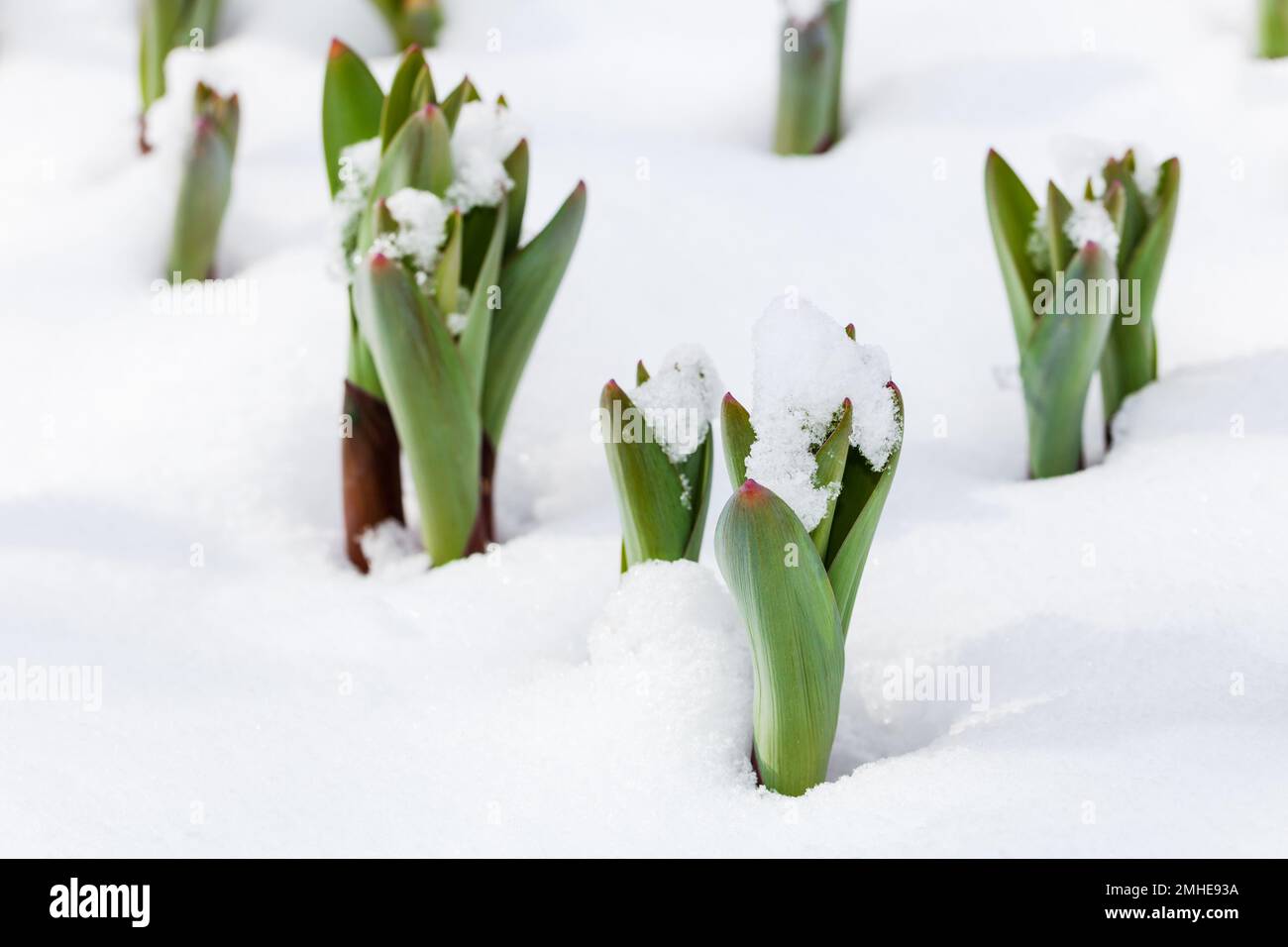 Green plant sprouting through the snow at springtime Stock Photo