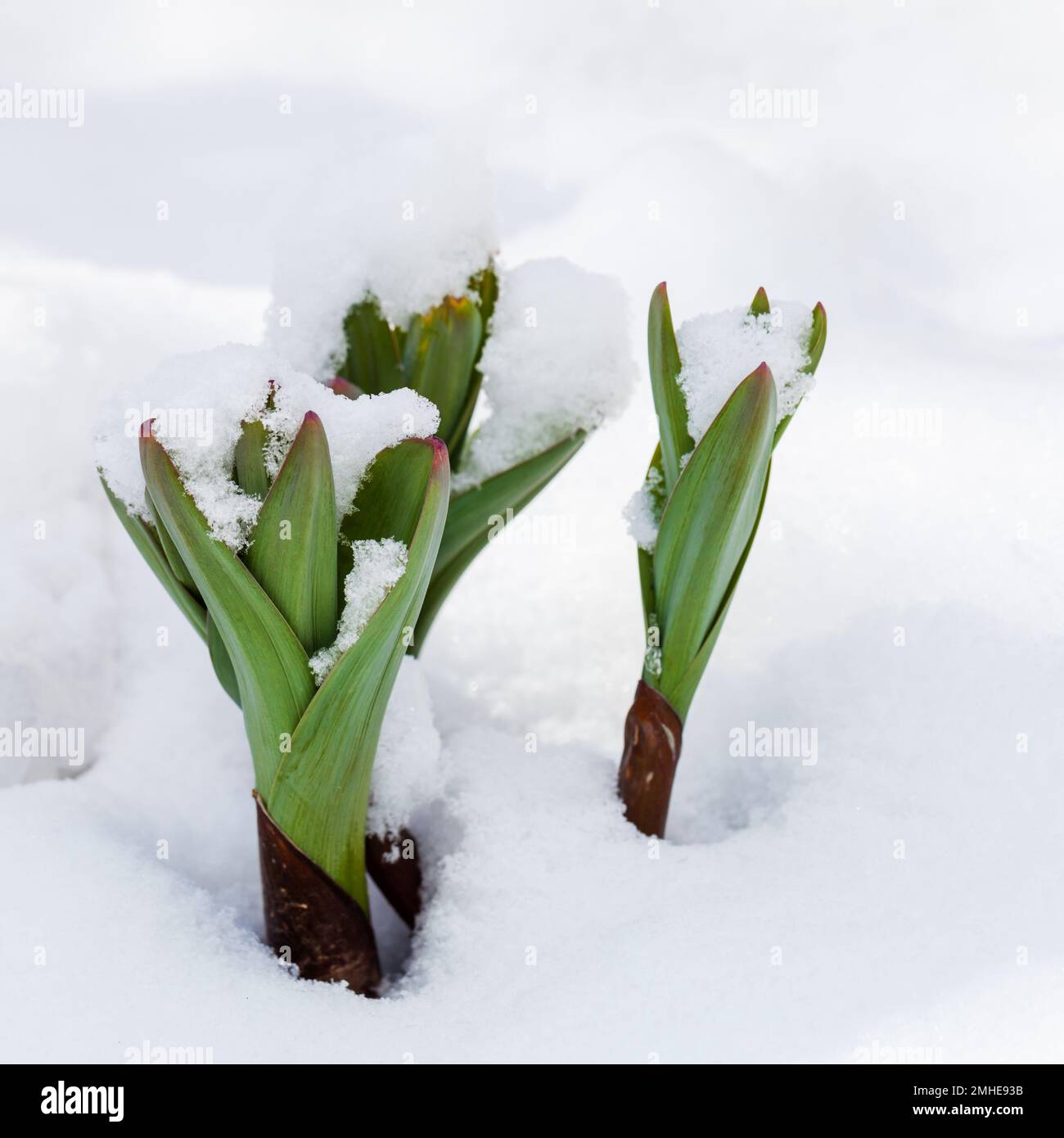 Green plant sprouting through the snow at springtime Stock Photo