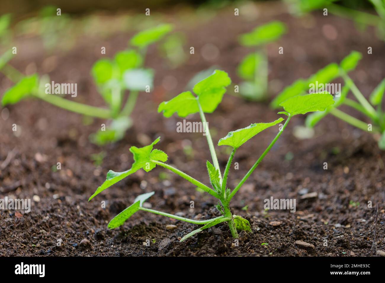 Marrow or Zucchini sprout growing in a garden seedbed - homegrown vegetables concept Stock Photo