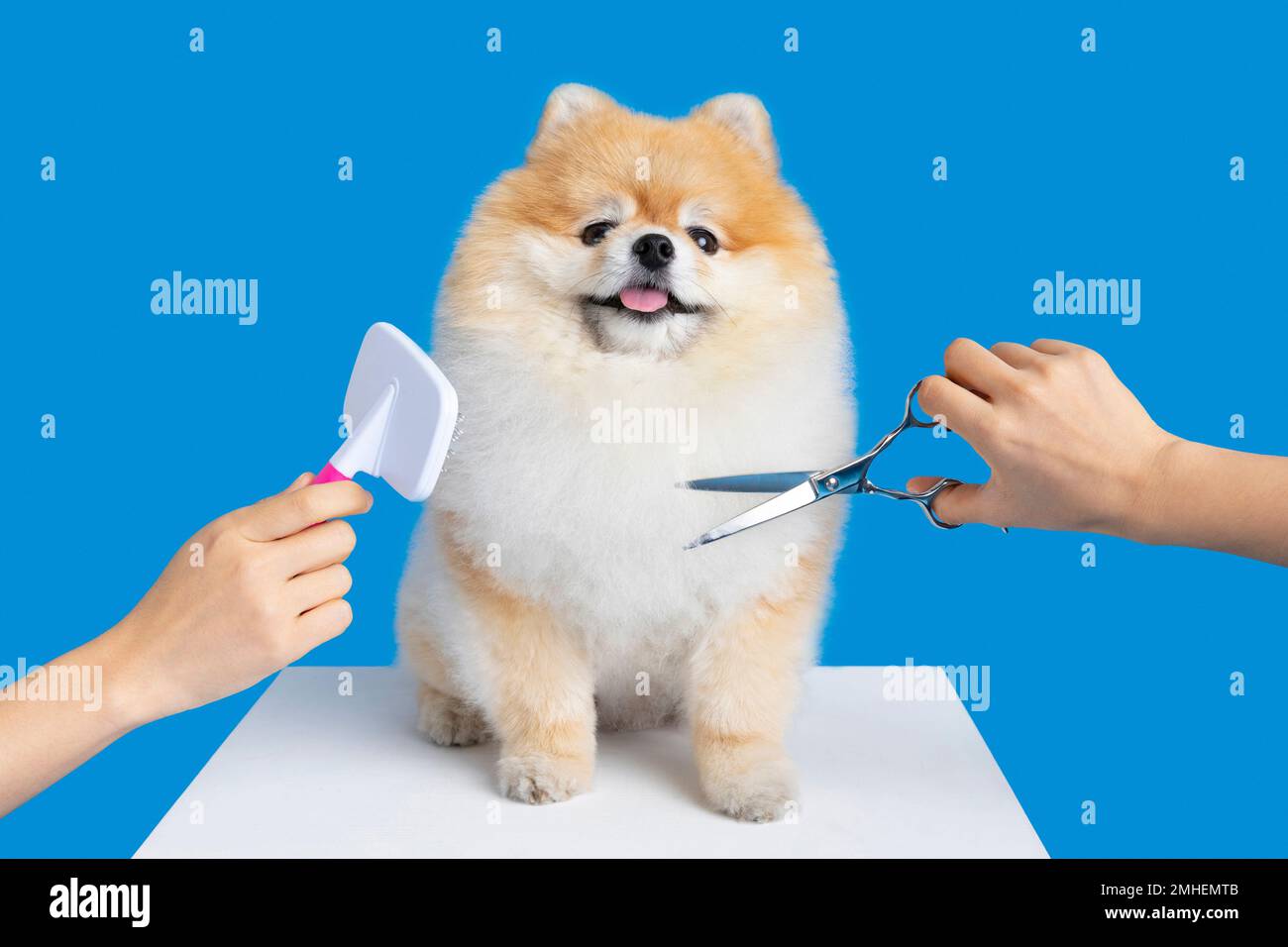 grooming pomeranian dog Stock Photo Alamy