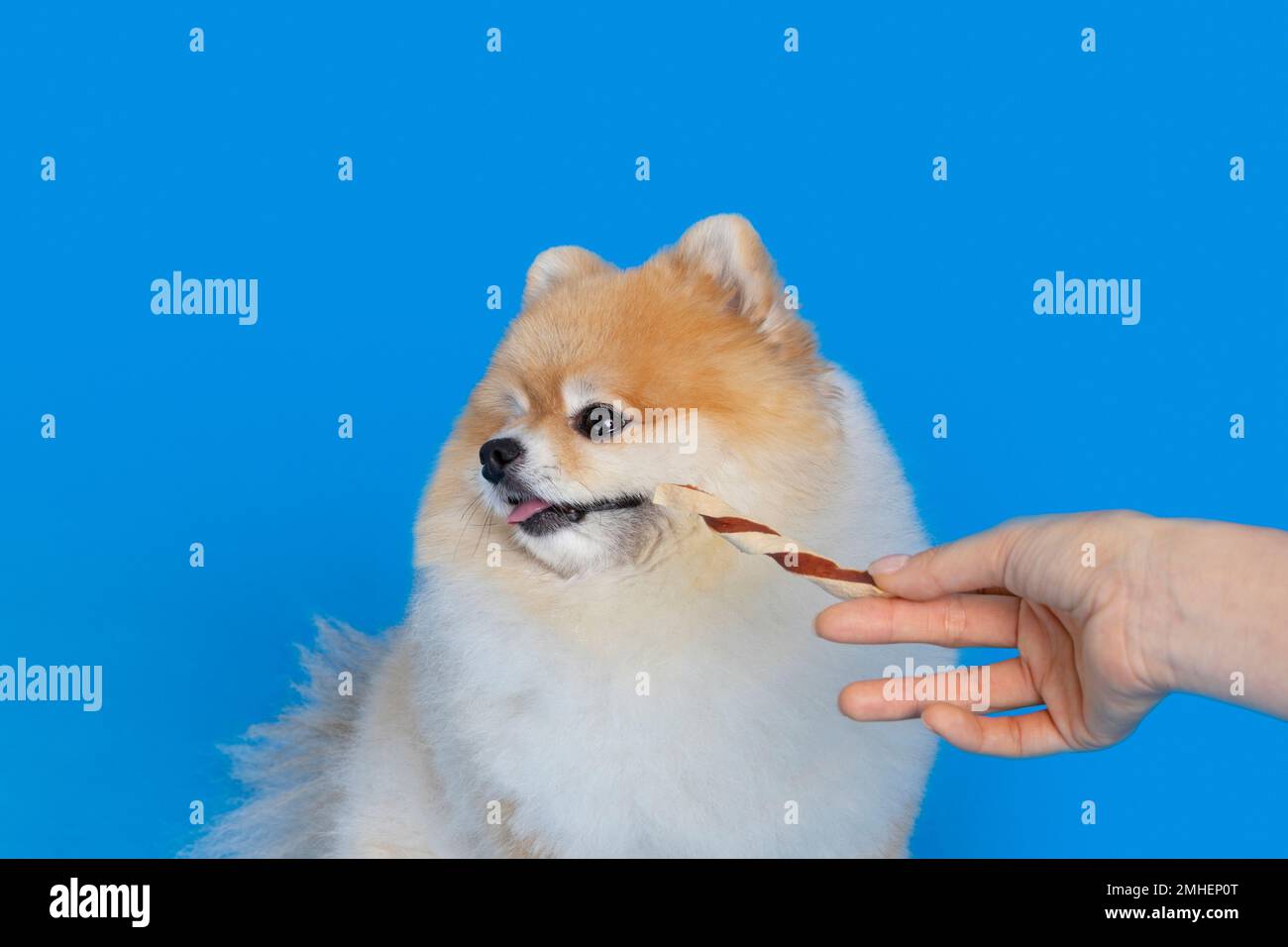 cute pomeranian dog refusing, hates medicine Stock Photo Alamy
