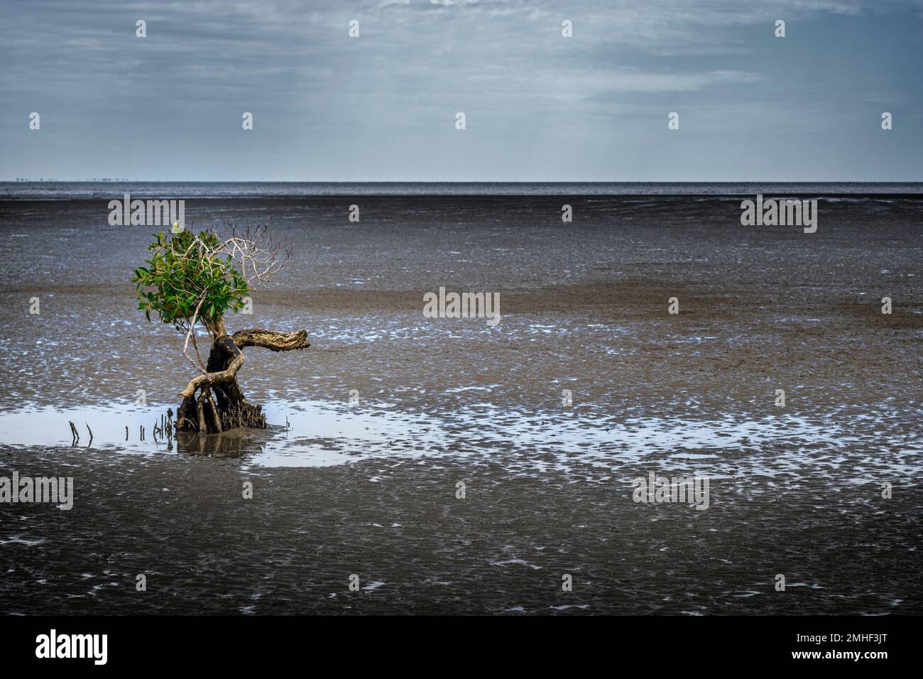 Single Grey Mangrove (Avicennia marina) showing peg-like roots on sandflat at low tide. Hervey Bay, Queensland Australia Stock Photo