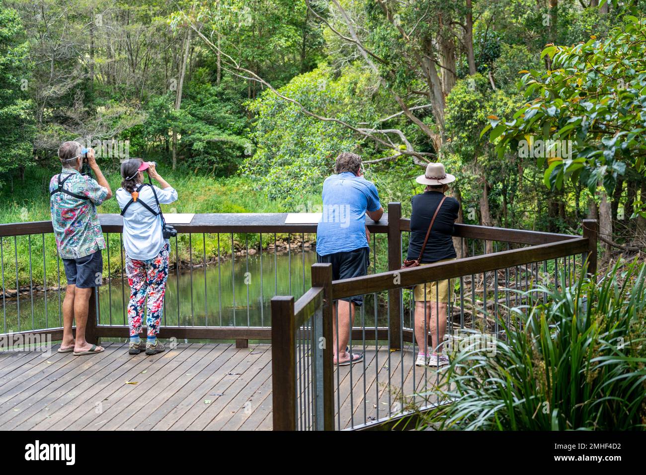 Four people standing on viewing platform looking for platypus in Obi Obi Creek, Maleny, Sunshine Coast Hinterland Queensland Stock Photo