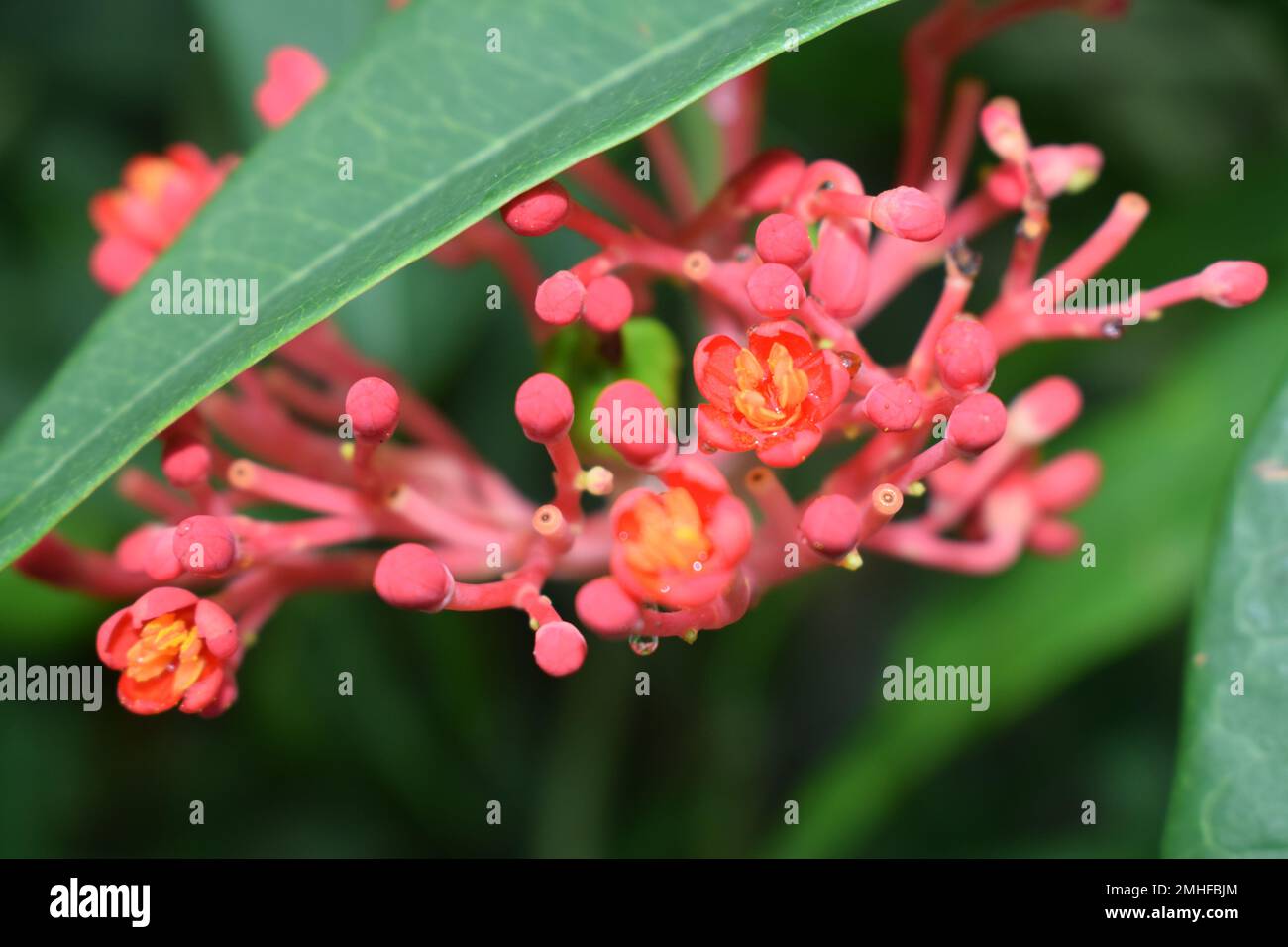 Jatropha podagrica ornamental plant with green leaves,Close up photo Stock Photo