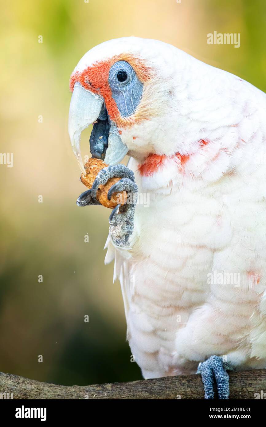 Long-billed corella (Cacatua tenuirostris) holding peanut in claw while eating. Stock Photo