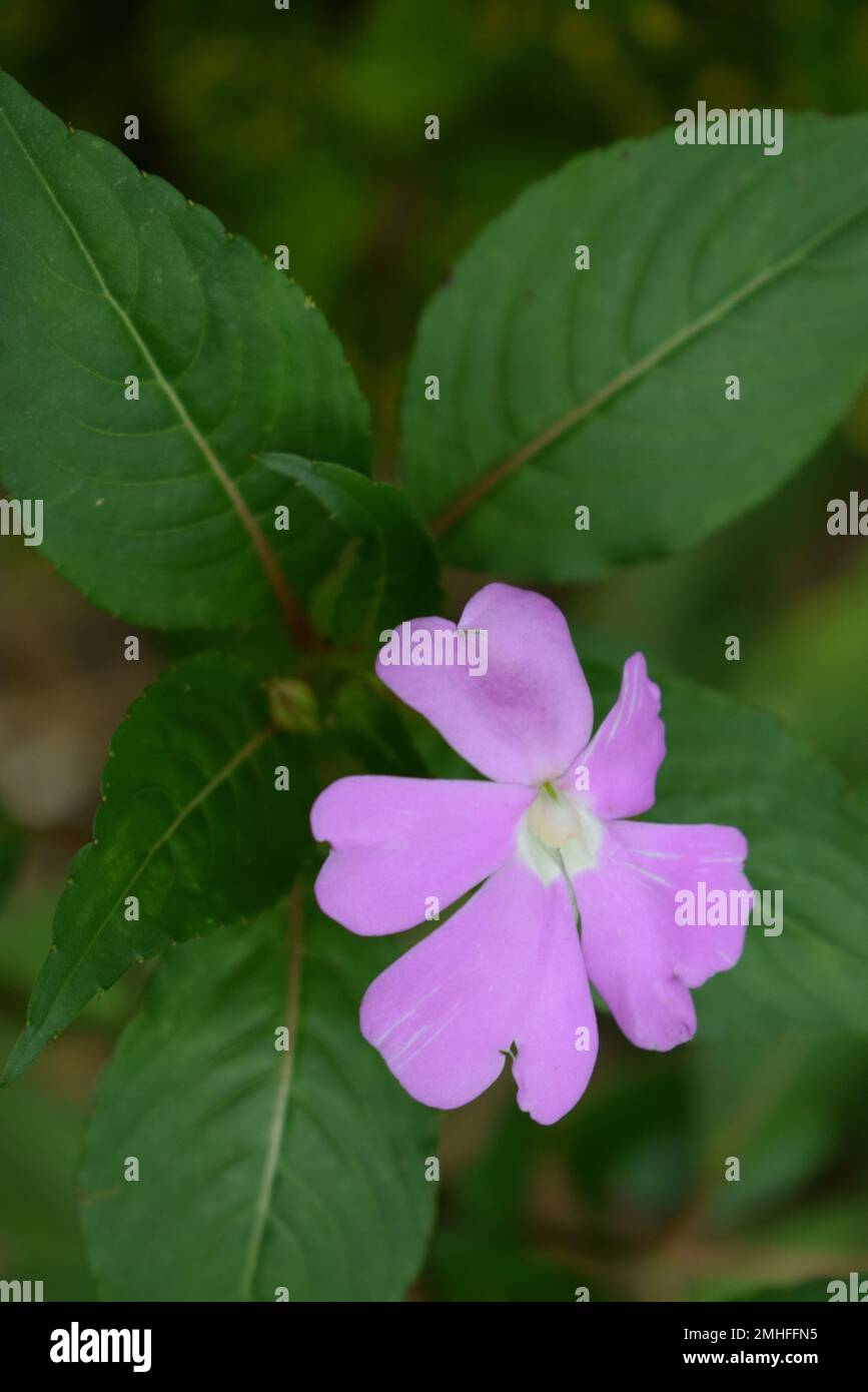 Creative layout made of purple leaves and white jasmine flowers. Lay