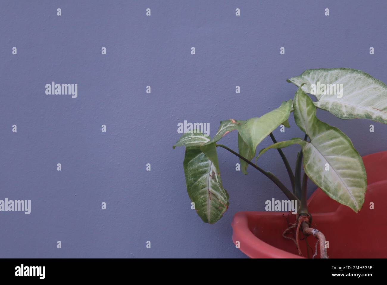 flower pots on the walls and space to write quotes Stock Photo Alamy