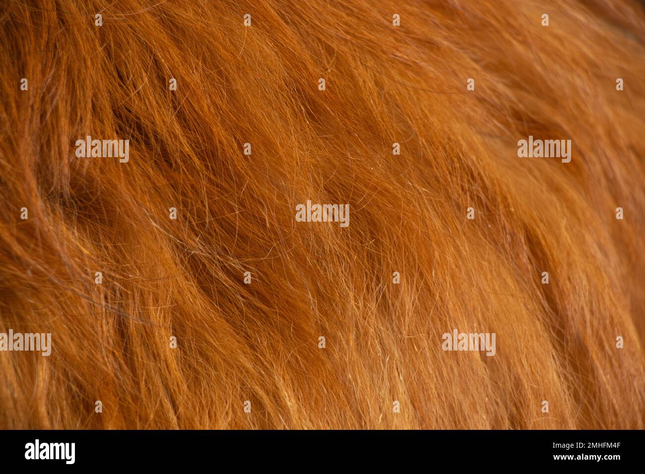 natural red hair of an animal in the background Stock Photo