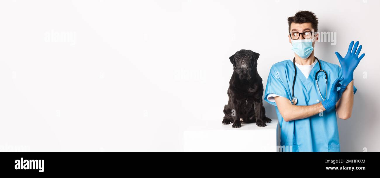 Cheerful doctor veterinarian wearing rubber gloves and medical mask, examining cute black pug dog, standing over white background Stock Photo