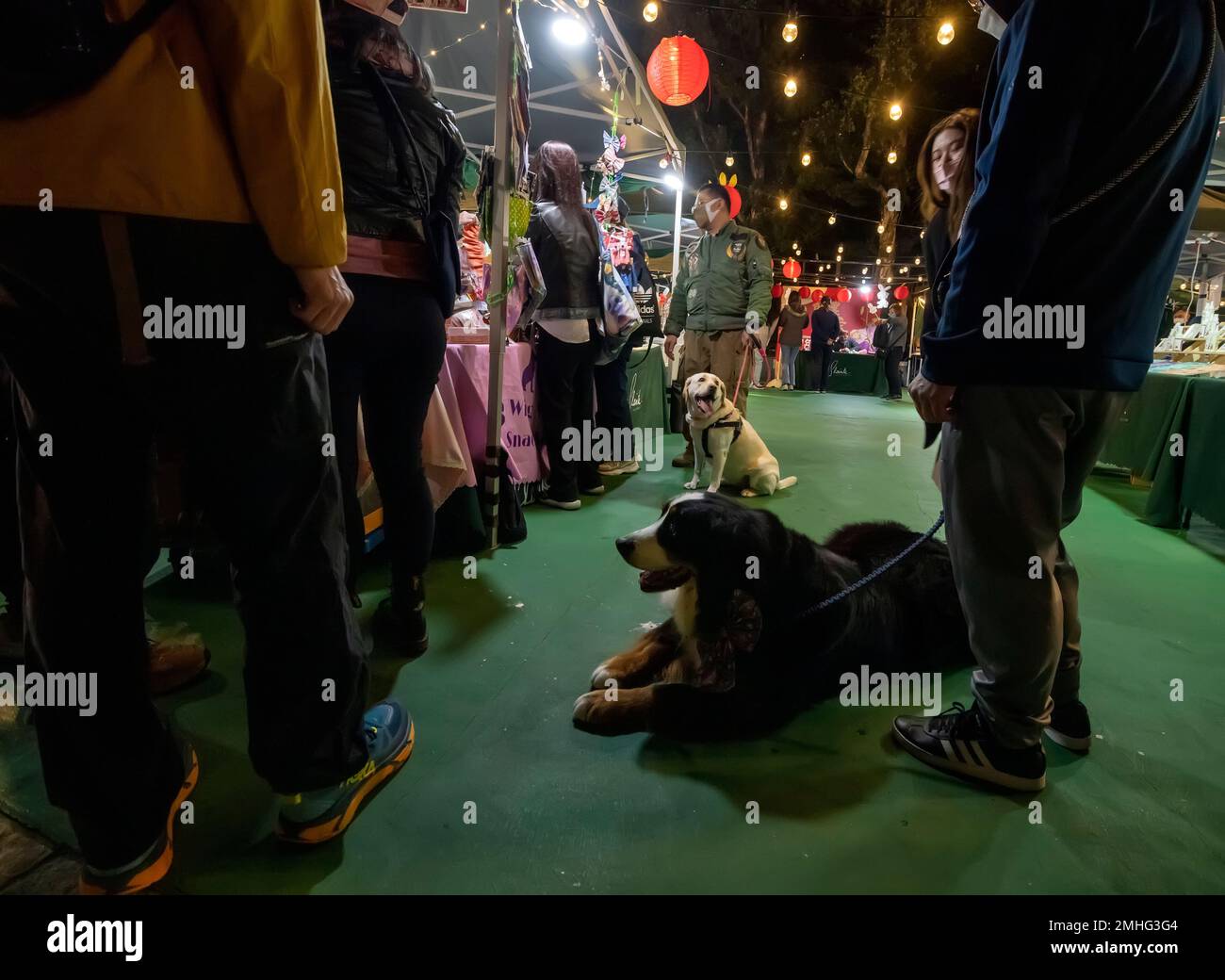 Dogs and their owners, Hong Kong, China. Stock Photo