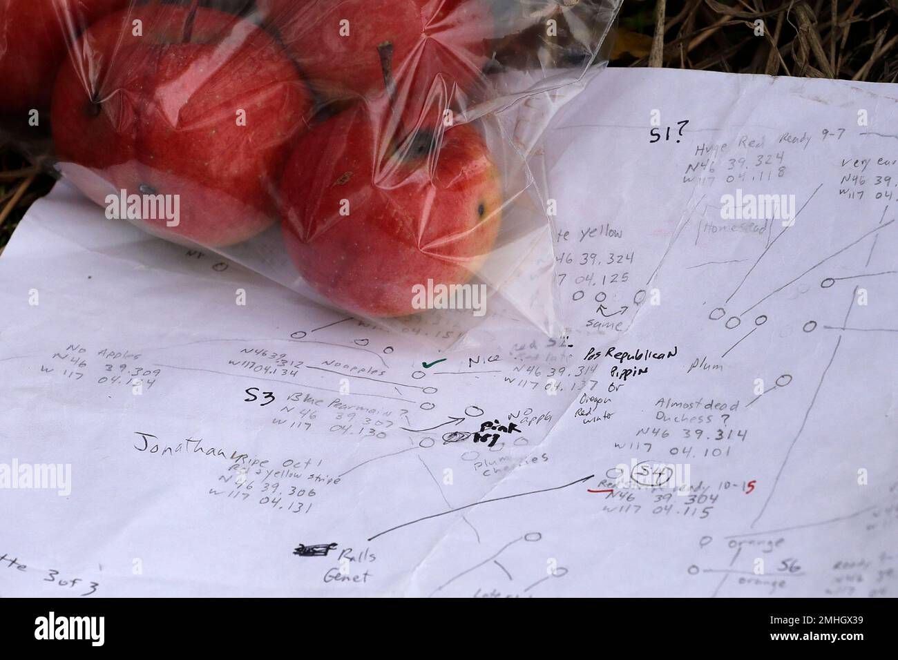 In this Oct. 28, 2019, photo, apples collected from an orchard at a remote homestead near