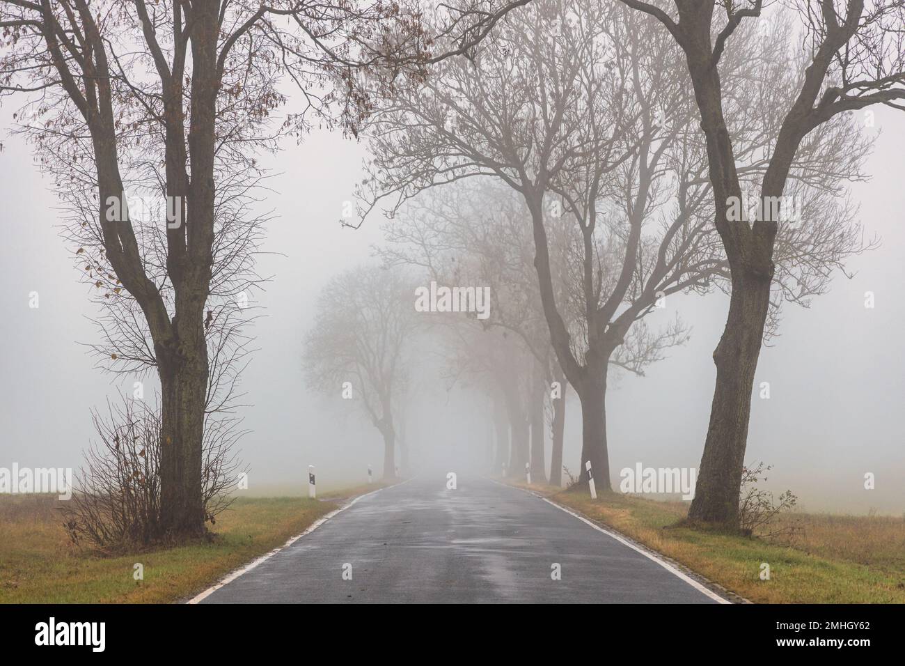 Landstraße mit Bäumen und Nebel Stock Photo