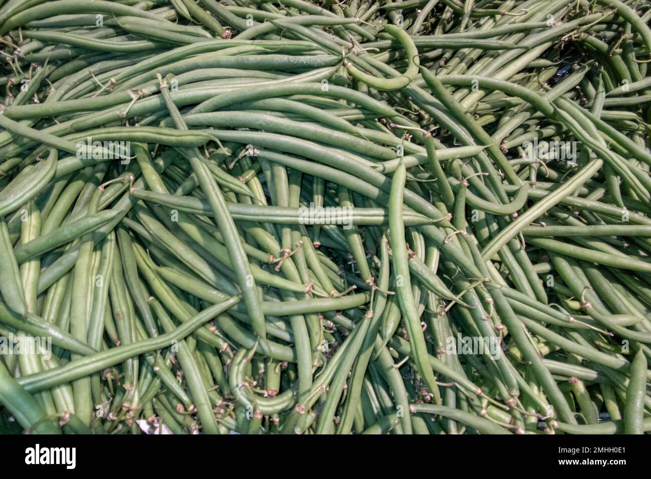 green french beans group background many bean vegetable organic food