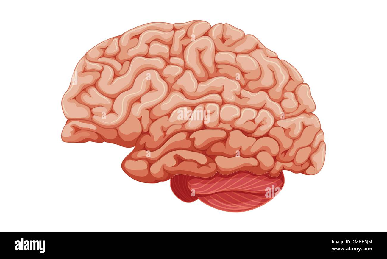 Human brain. Internal organ, anatomy. Vector cartoon flat icon illustration isolated on white background. Stock Vector